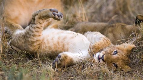 Cute Lion Cub Playing HD desktop wallpaper : Widescreen : High ...