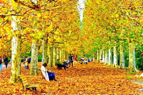 The Ultimate Guide to Autumn Leaves Around Tokyo