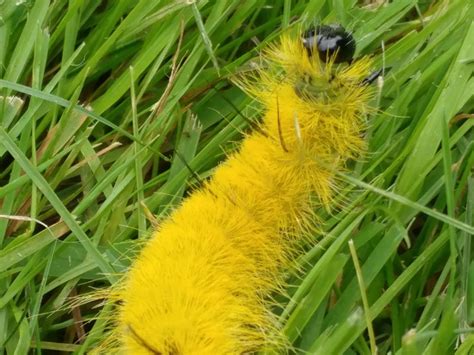 American Dagger Moth Caterpillar | Smithsonian Photo Contest | Smithsonian Magazine