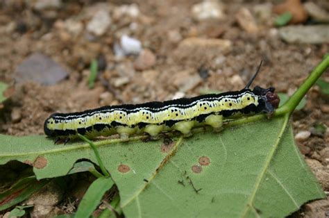 catalpa worm « Walter Reeves: The Georgia Gardener