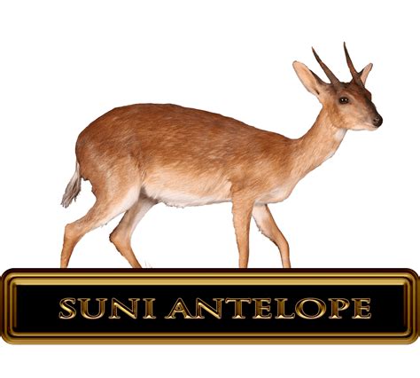 African-Suni-Antelope-Hunts – Legacy Outdoors