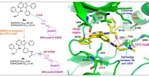 Protein Kinase Inhibitor Design by Targeting the Asp-Phe-Gly (DFG ...