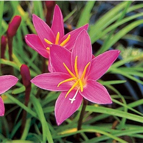 Garden State Bulb 25-Pack Pink Rain Lily Bulbs (L14955) in the Plant Bulbs department at Lowes.com