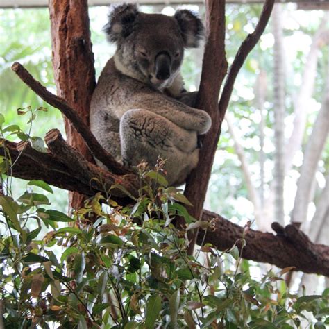 Why You Should Visit Lone Pine Koala Sanctuary On Your Next Aussie Vacation — Tofu Traveler