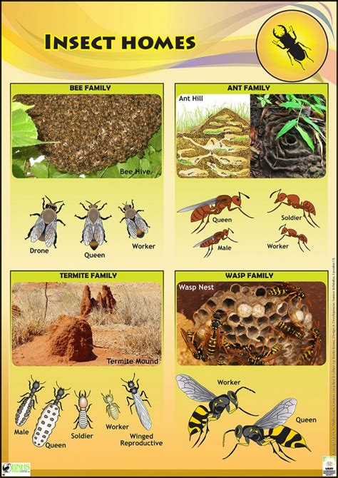 Insect Life Educational posters for Kids & schools