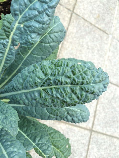 Kale | Why are the kale leaves turning shiny white?