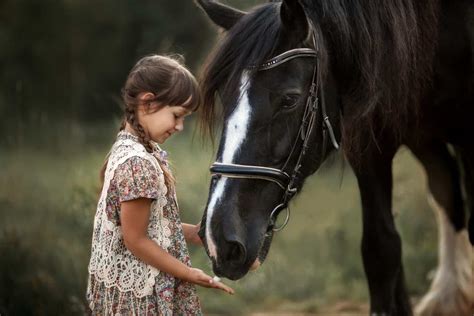 Equine 411: All About The Shire Horse Breed