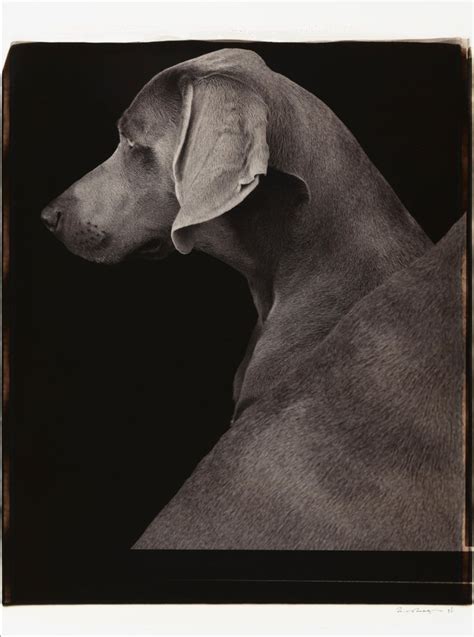 William Wegman - Side Views - William Wegman (Colour Photography) For ...