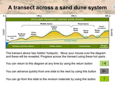 Igcse geog dune succession