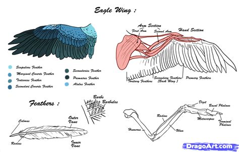 Wing anatomy, Wings drawing, Eagle drawing