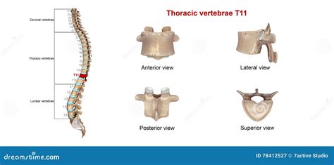 Thoracic Vertebrae T5 Royalty-Free Stock Image | CartoonDealer.com #78412606