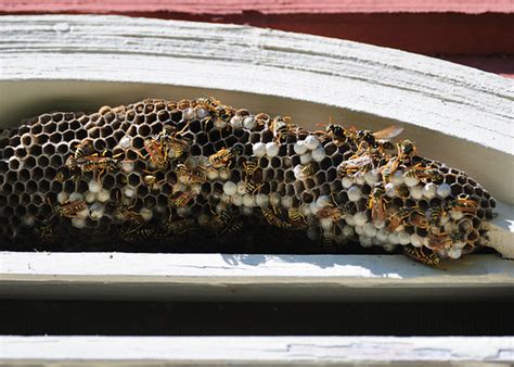 2009-08-23 Wasp Nest - Third Lake, IL | Paper Wasp (Family V… | Flickr