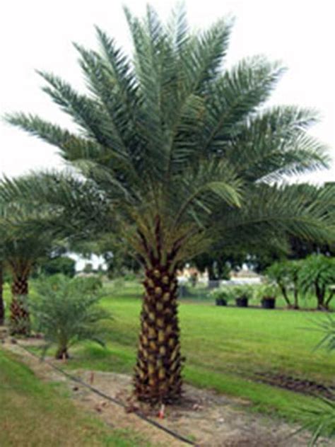 True Date Palm / Phoenix Dactylifera * Seeds Edible!! | Palm trees ...