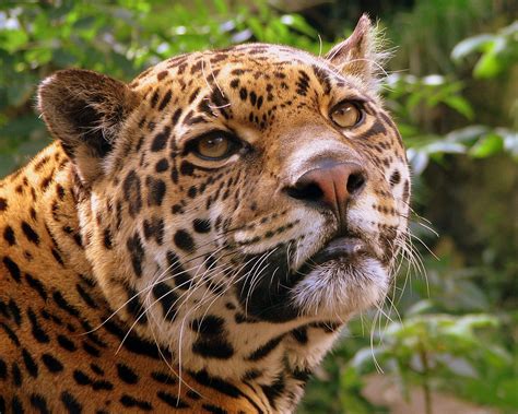 Fichier:Jaguar at Edinburgh Zoo.jpg — Wikipédia