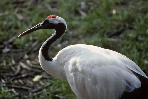 Red-crowned Crane | San Diego Zoo Institute for Conservation Research