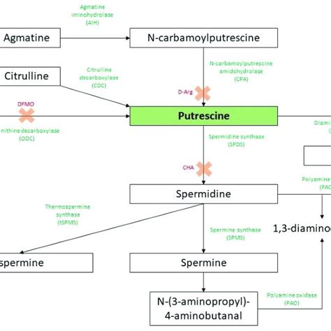 Putrescine biosynthesis and catabolism in plants. The green words ...