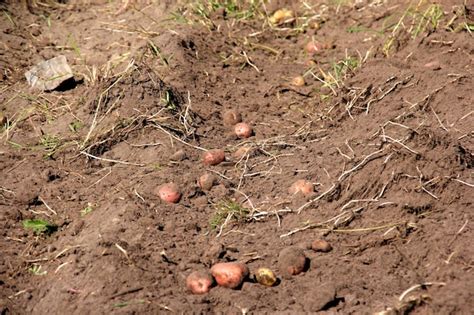 Premium Photo | Potato field harvesting in autumn, vegetable garden