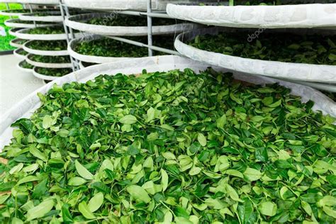 Beginner's Guide to Tea Fermentation - Hey China