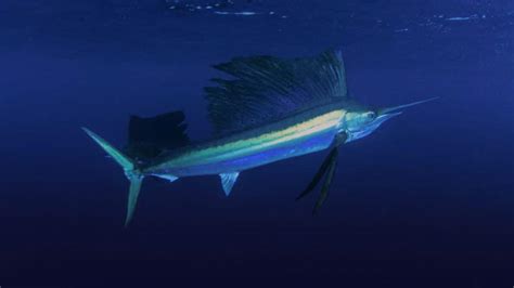 Swordfish vs. Sailfish vs. Marlin: What Is the Difference? - Fished That