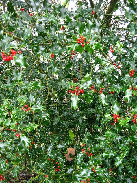 ilex aquifolium | Ilex Aquifolium | Plants for pollinators, Holly tree ...