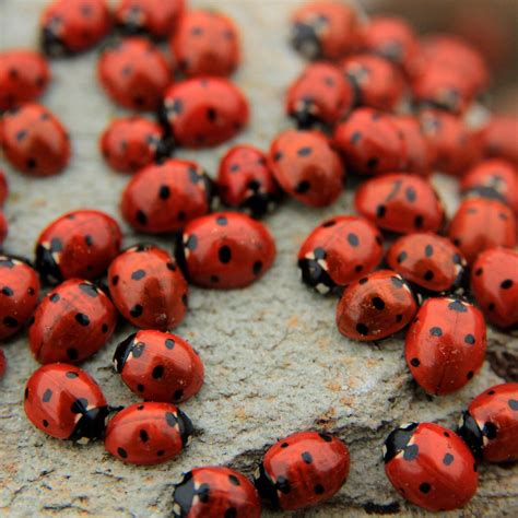 How to Get Rid of Ladybugs | Family Handyman