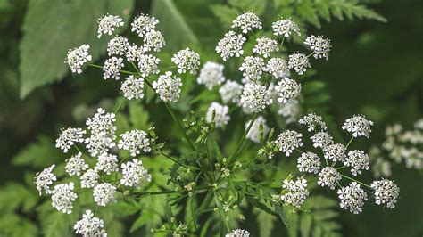 Hemlock Poisoning: Symptoms, Treatment, and Prevention