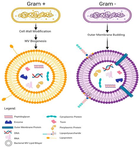 IJMS | Free Full-Text | A Budding Relationship: Bacterial Extracellular ...