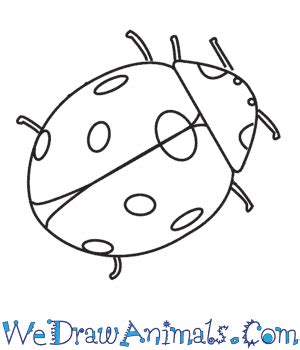 How to Draw a Ladybug