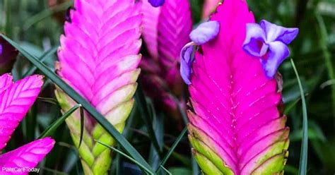 Pink Quill Plant Care: The Growing Tillandsia Cyanea