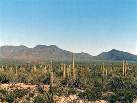 Saguaro in Vekol Valley: Sonoran Desert National Monument, Arizona