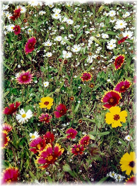 Photos - Bluebonnets Fields and other Texas Wildflowers in the Spring | HubPages