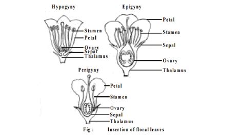 Parts of a flower