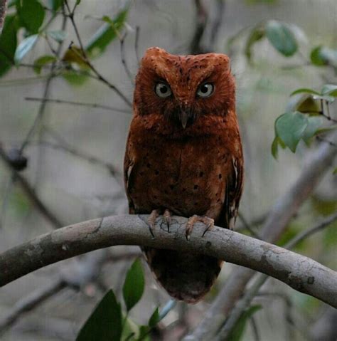 Red owl | Owl, Beautiful owl, Owl photography