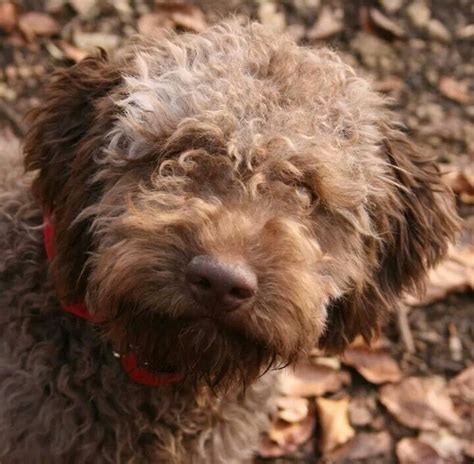 1000+ images about truffle dogs on Pinterest | Olives, Puppys and Cute pets