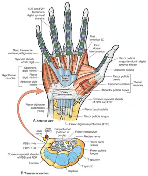 View of the wrist showing the flexor retinaculum at the wrist and the ...