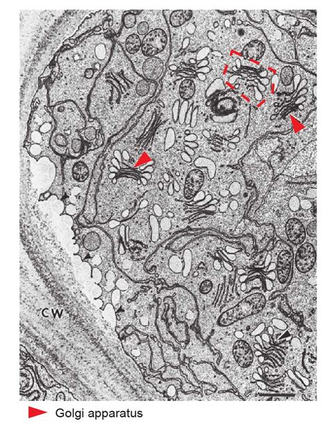 Golgi Apparatus Vector Illustration Labeled Microscopic