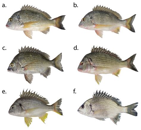 FISH FACTS: New bream species - Fishing World Australia