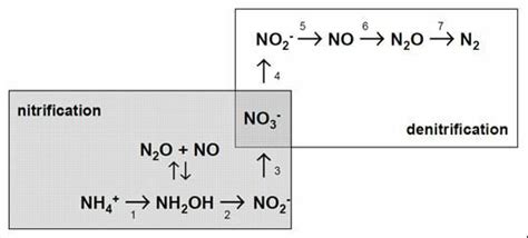 1: Processes of denitrification and nitrification (adapted from ...