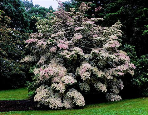 Kousa Dogwood Trees Cornus Kousa Photograph by Panoramic Images