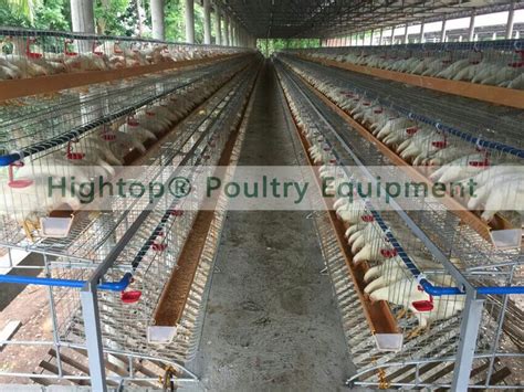 Top 10 Types of Equipment for Layer Chicken Farming