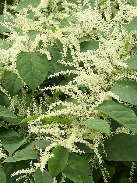 Japanese Knotweed Identification – The Japanese Knotweed Company