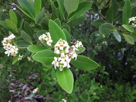 Random Ferments: Black Mangroves in Bloom