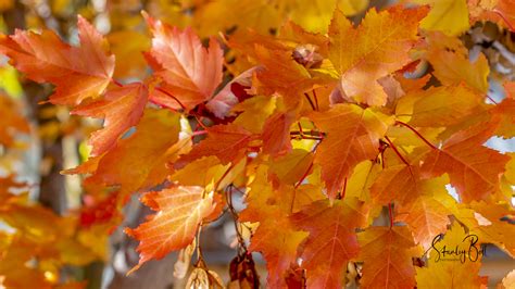 Manitoba Maple Leaves in Glorious Autumn Colour - STANLEY BELL PHOTOGRAPHY