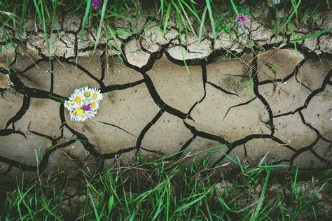 9 Drought Tolerant Grasses For A Tough & Beautiful Lawn - Sodlawn