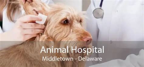 Animal Hospital Middletown - Small, Affordable, And Emergency Animal Hospital