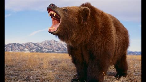 The Grizzly River - Grizzly Bears Documentary - History TV - YouTube