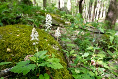 Wildflowers of the Great Smoky Mountains, the April Edition | Travel ...