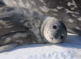 Image result for Leopard Seal Pups | Cute animals, Animals friends ...