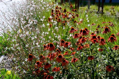 Gaura: location, pruning & overwintering - Plantura