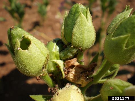 old world bollworm, cotton bollworm (Helicoverpa armigera ) on cultivated tobacco - type ...